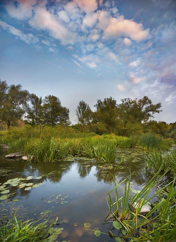 Про запахи лета и шелест листвы фото превью