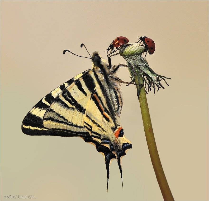 , Алёна Шевцова