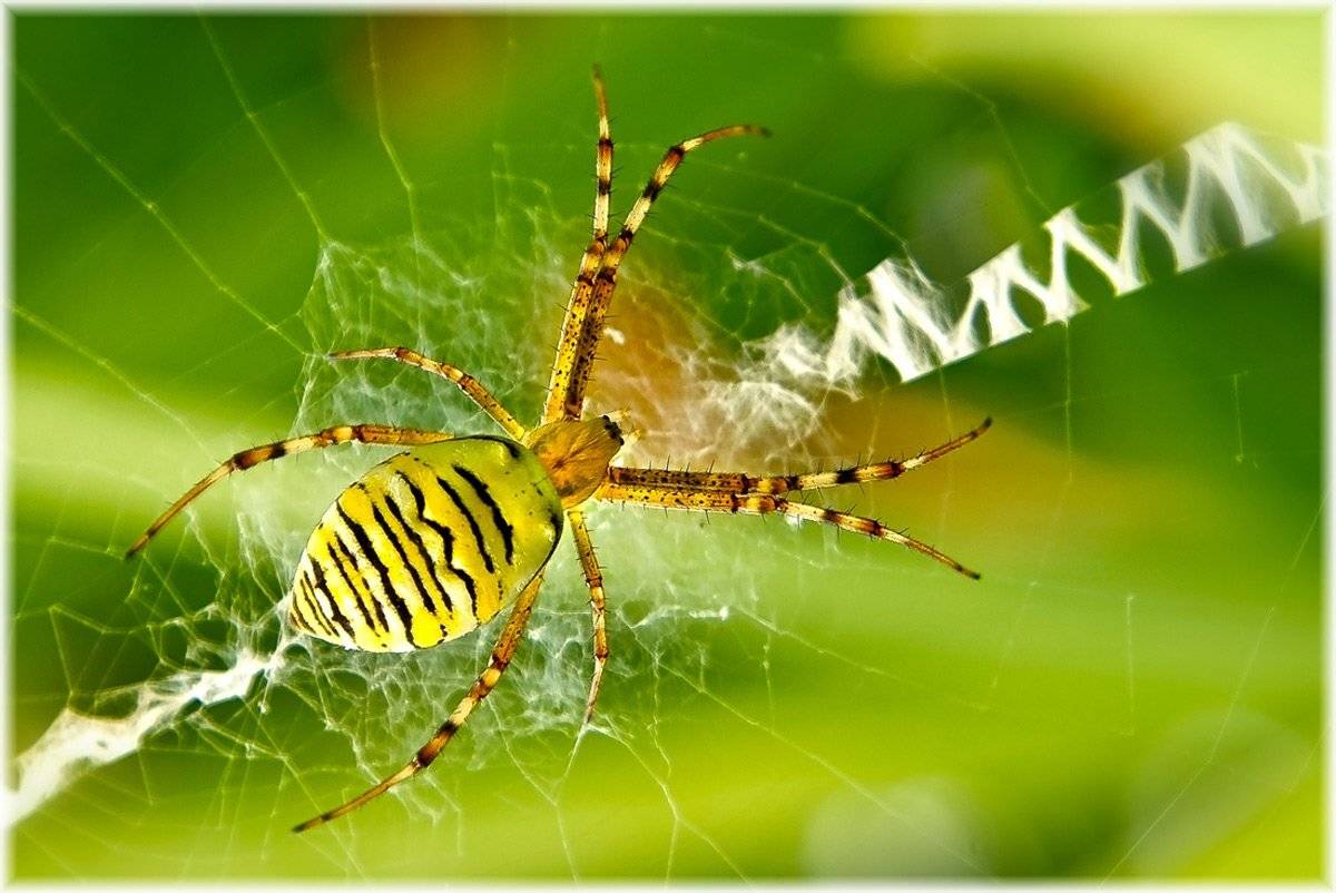 , Лана Тополева