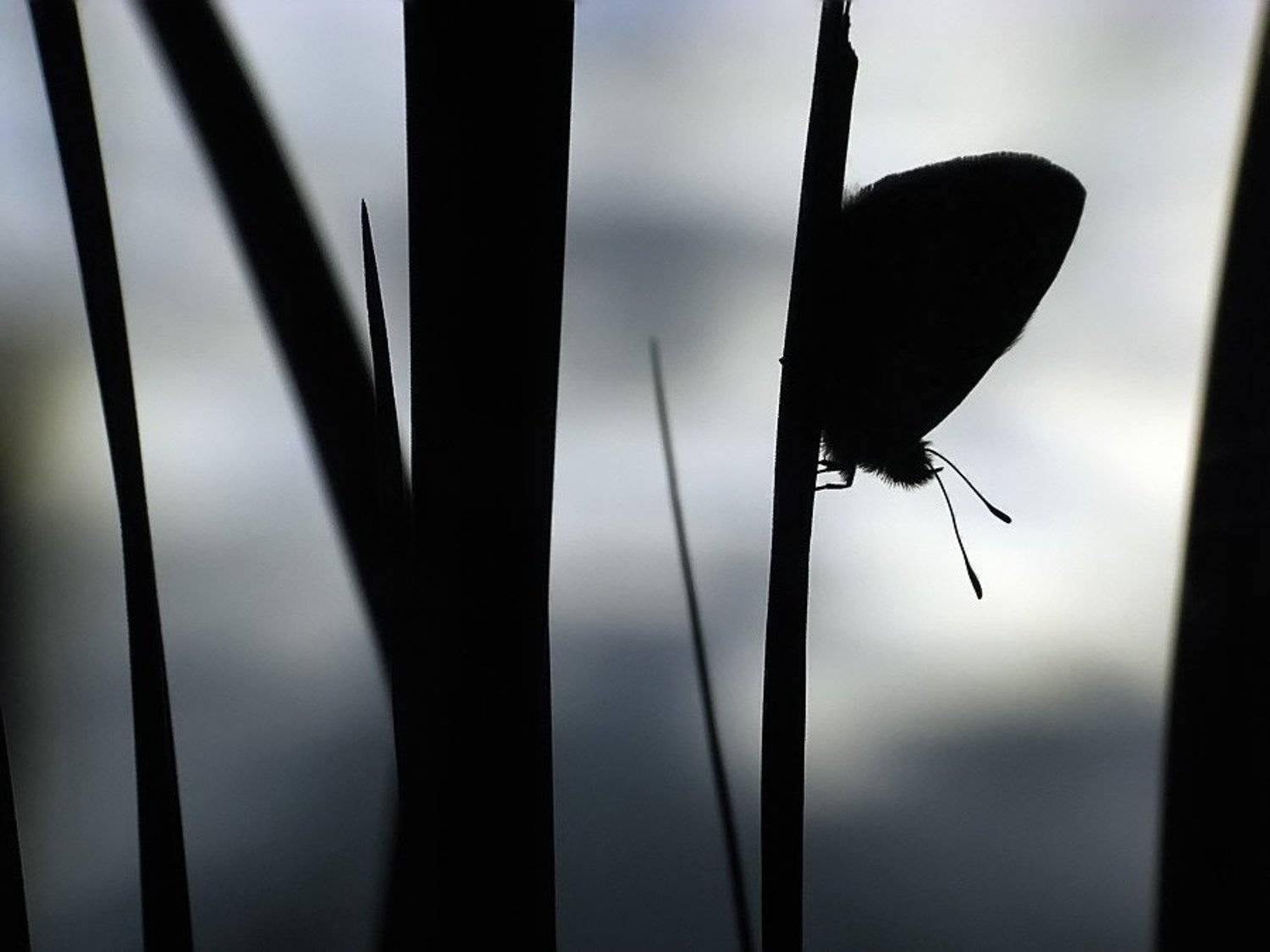 бабочка, голубянка, Елена Ворона