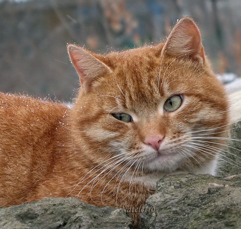 кот, улица, дворянин, снег Снежный Мур фото превью