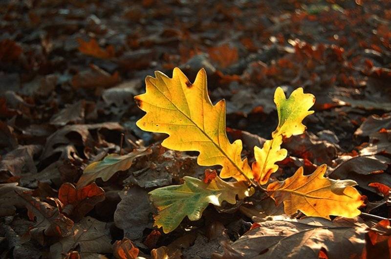 , Елена odelena