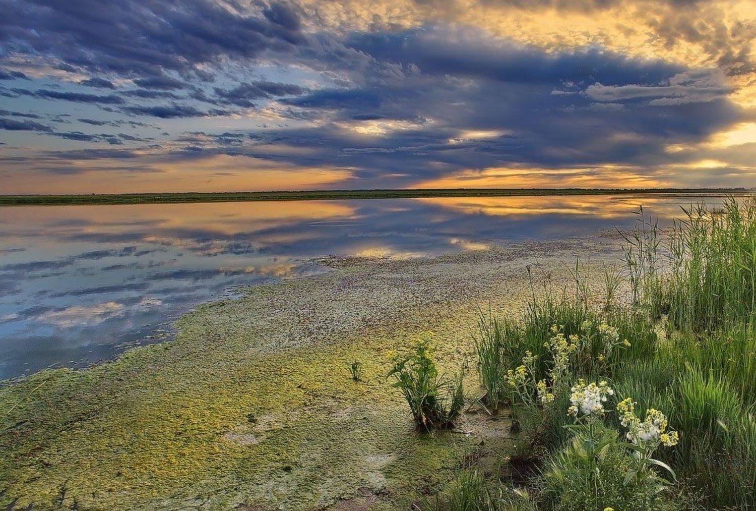 пейзаж, природа, озеро, лето, закат, ковыль, Sokolova Tatiana