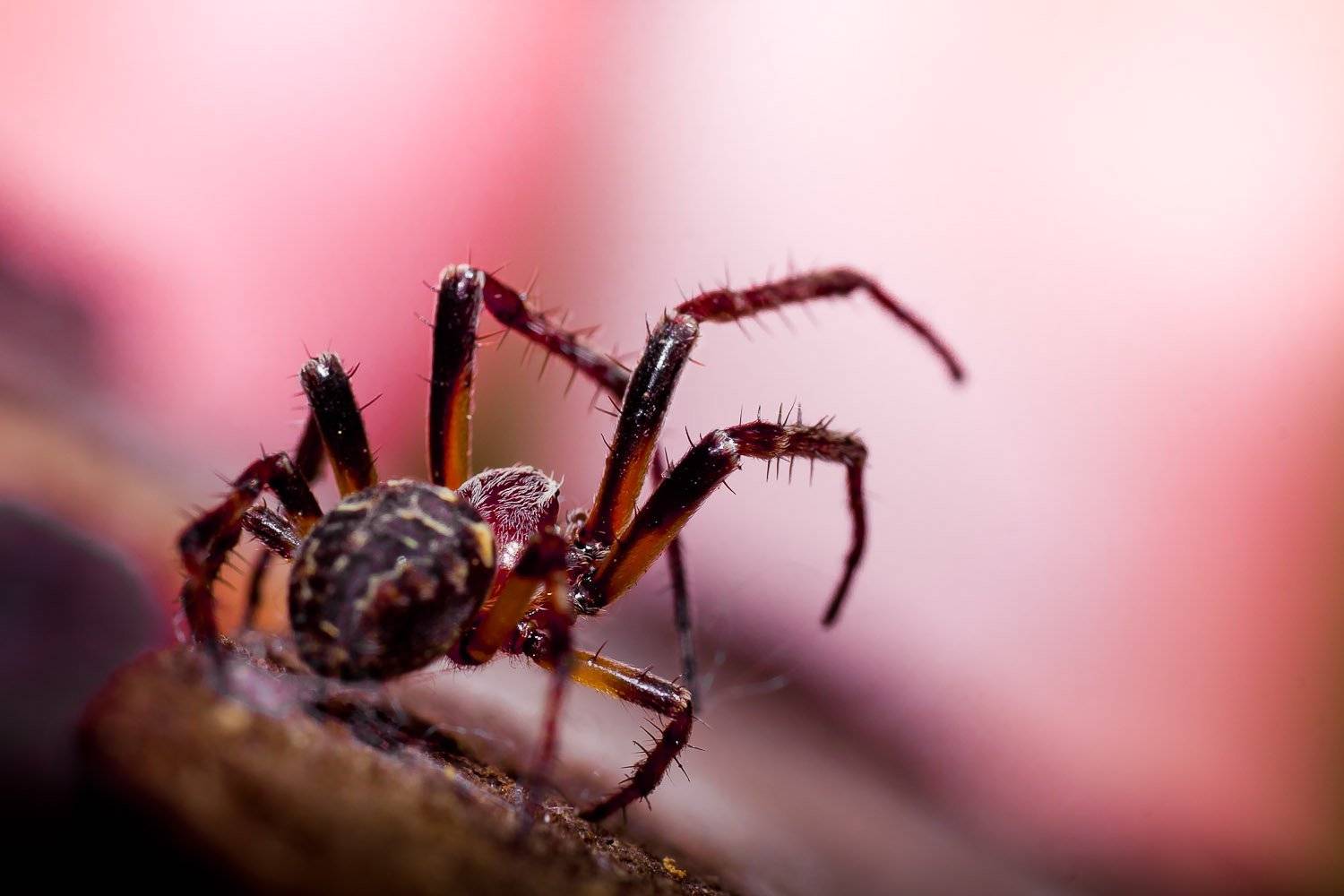 , Качурин Алексей