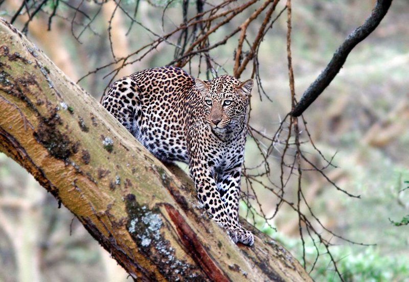 леопард, фотоохота, кения Высоко сижу.. фото превью
