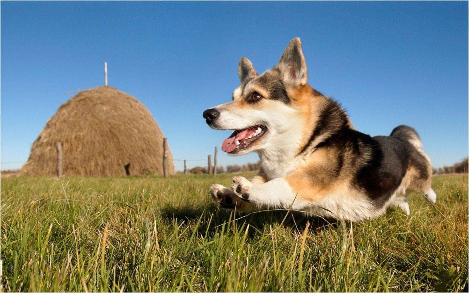 Корги, поле, Собака, Илья Бармин