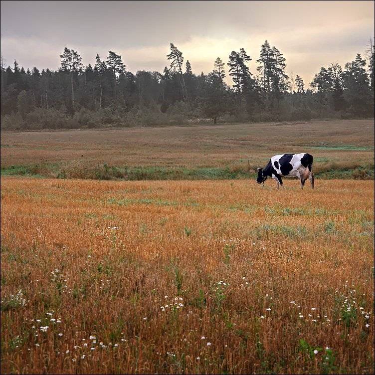корова, поле, звенигород, Тарасов Алексей