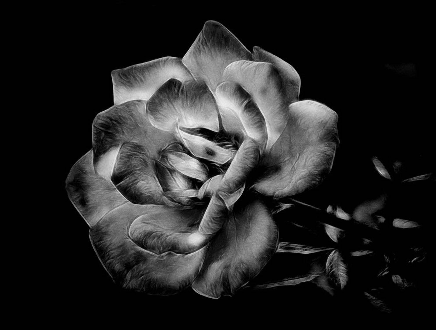 роза, настроение, ЦокоТушка