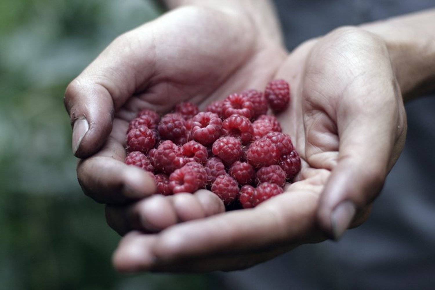 малина, еда, природа, аваляк, muscka