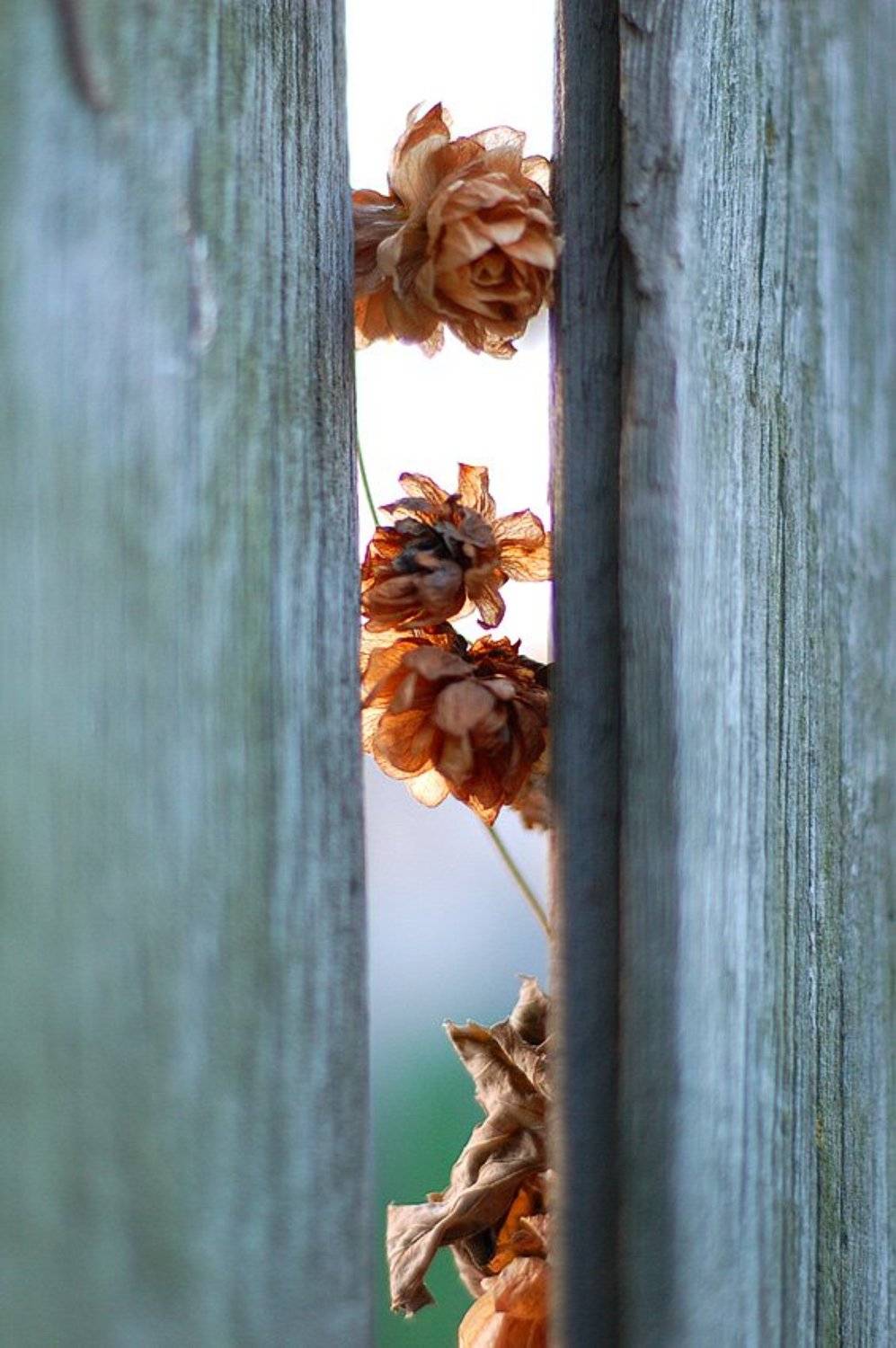 сухоцветы, хмель, осень, Елена Топалова