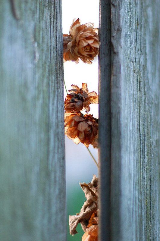 сухоцветы, хмель, осень Осенние цветы фото превью