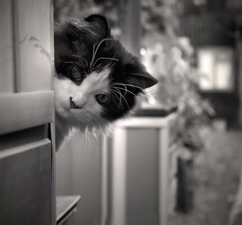 Любопытство фото превью