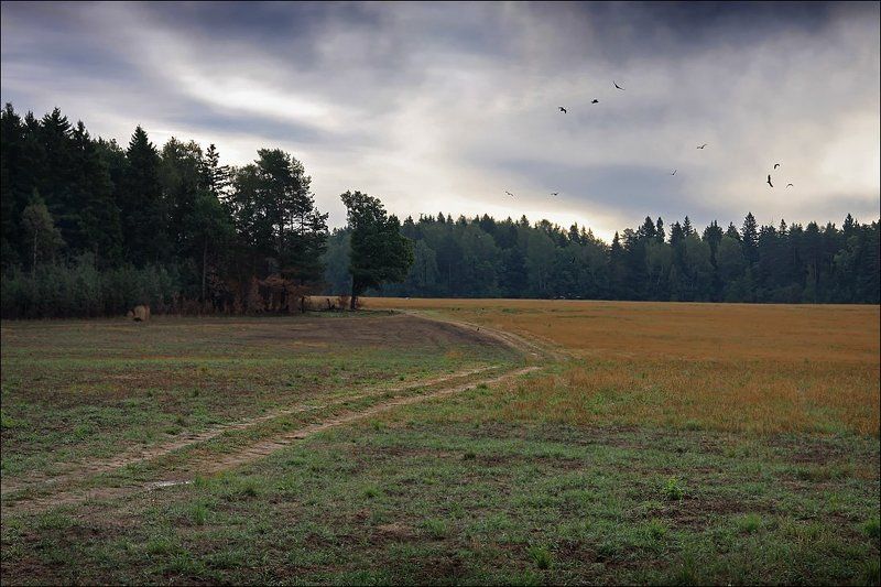 вечер, звенигород, поле, птицы К вечеру... фото превью