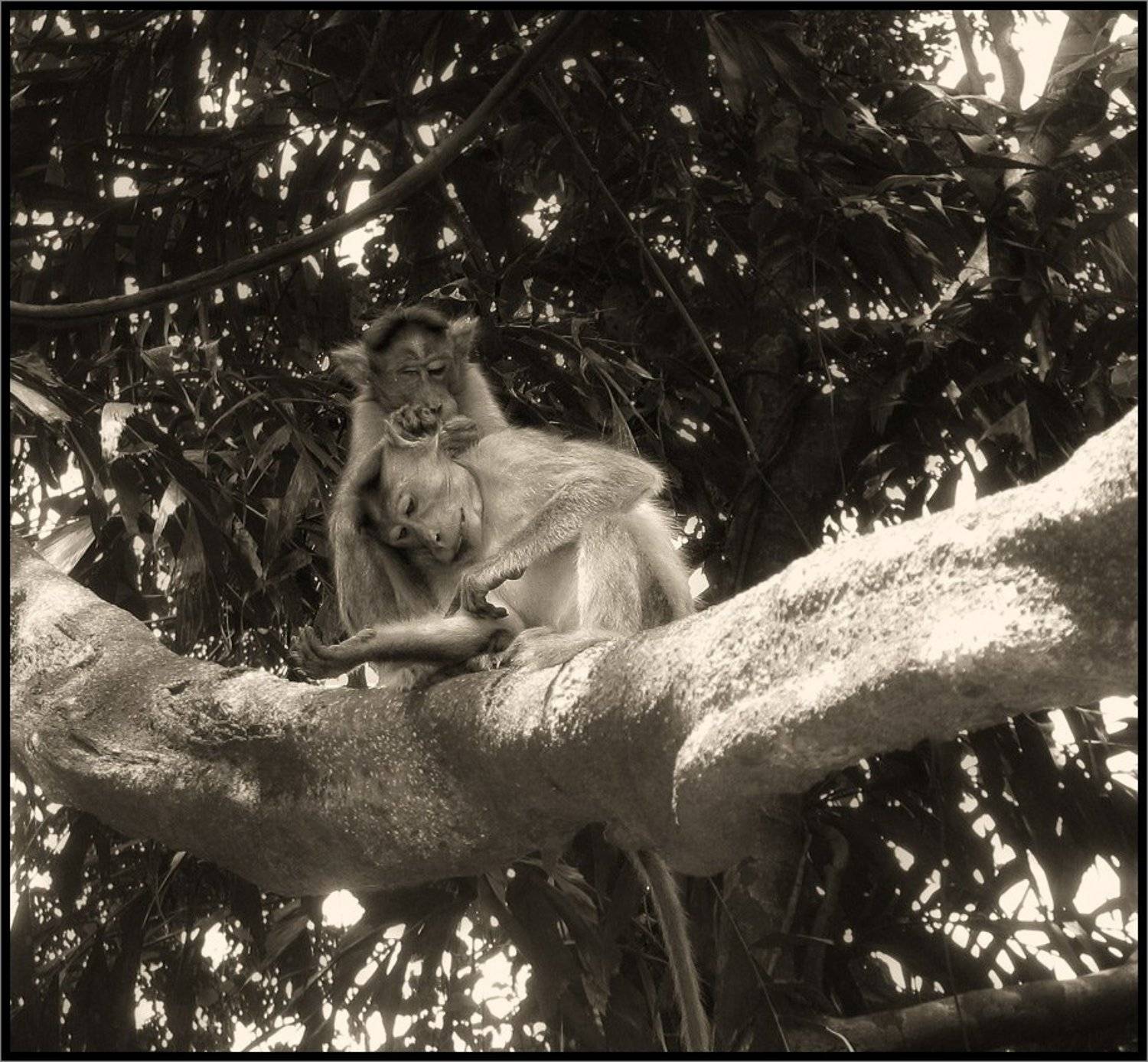 , Лунный Ежик