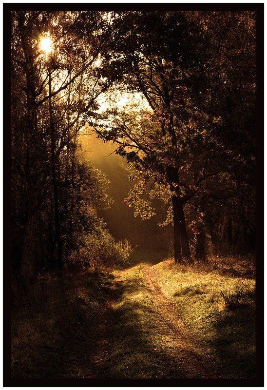 сентябрь, осень, утро  фото превью