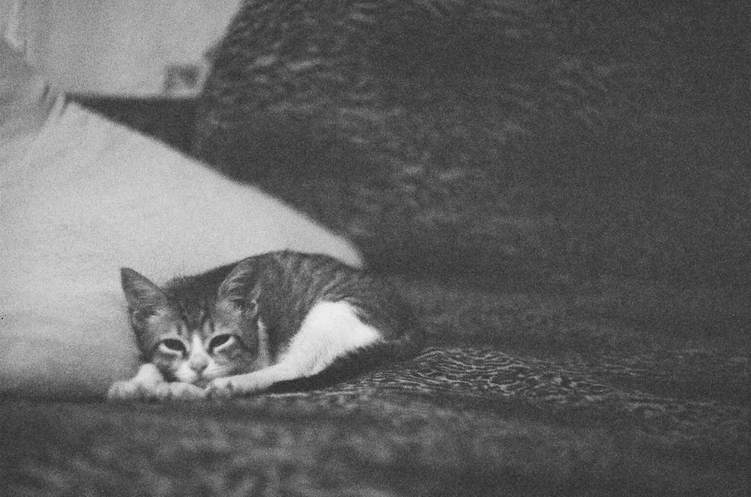 кот, диван, подушка, Жданова Татьяна