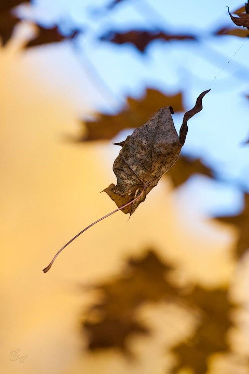 осень, лист, клён, Виктор Бут