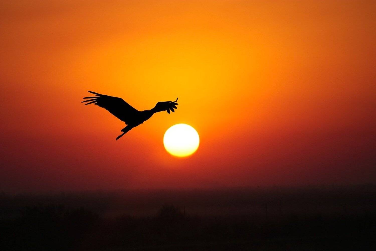 природа, птицы, аист, закат, Areg