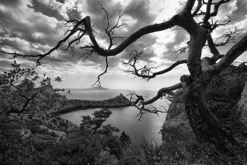 фото, пейзаж, юбк, новый, свет, дерево, море Лукоморье фото превью