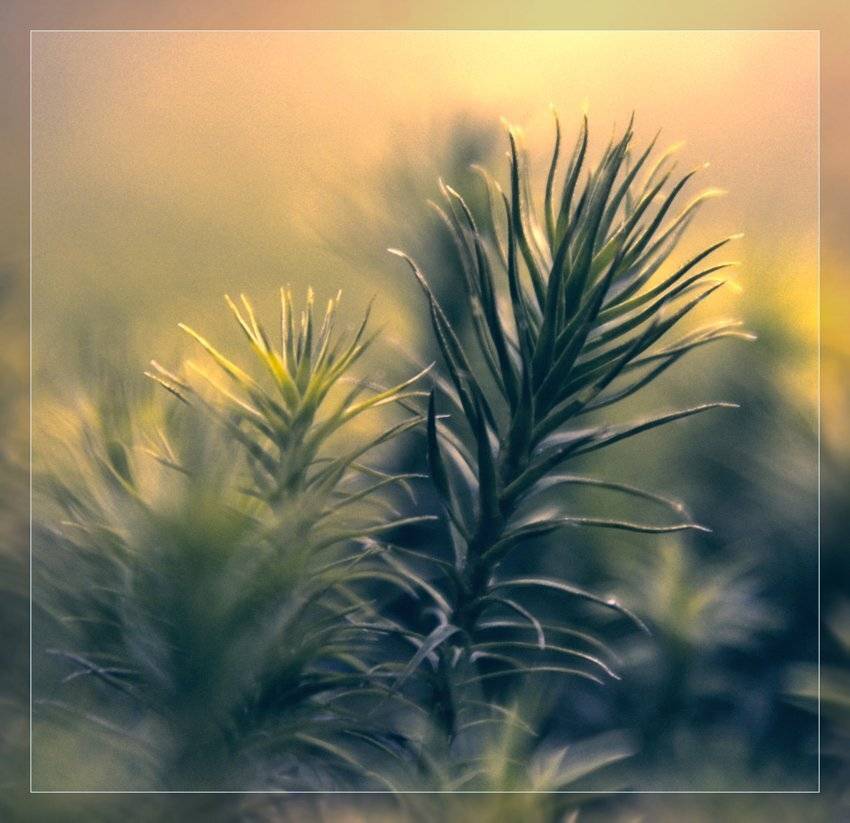 , Лана Тополева