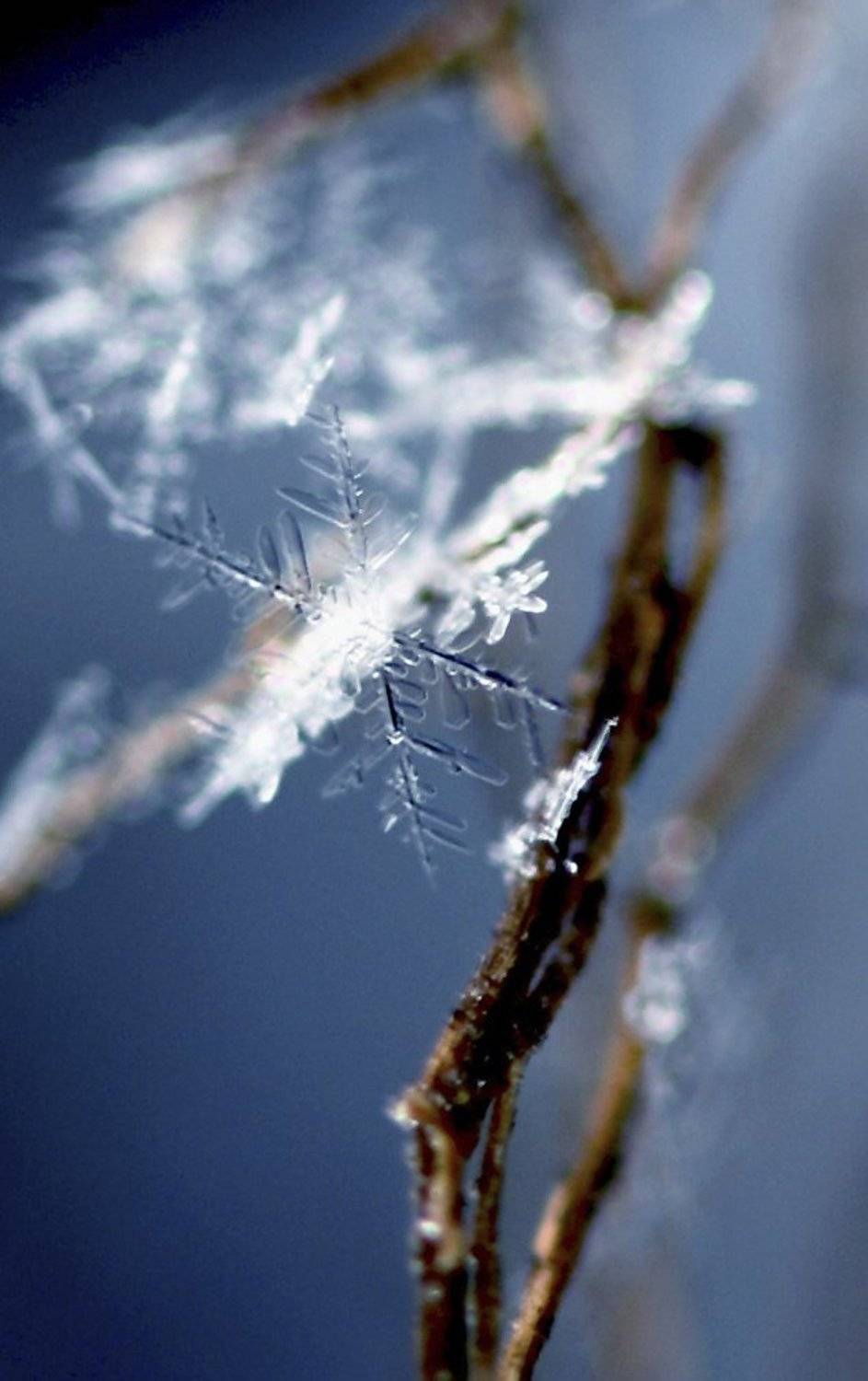 снежинка, Юлия Новохатько