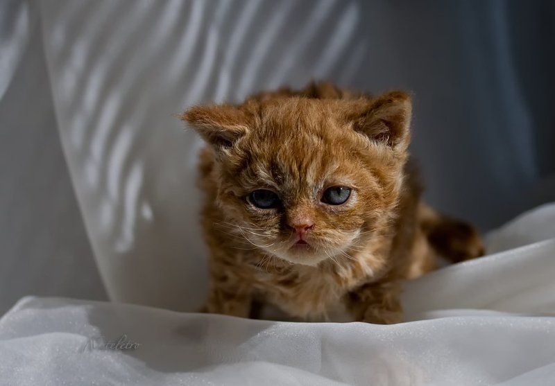 котёнок, кошка, селкирк-рекс Кристи фото превью