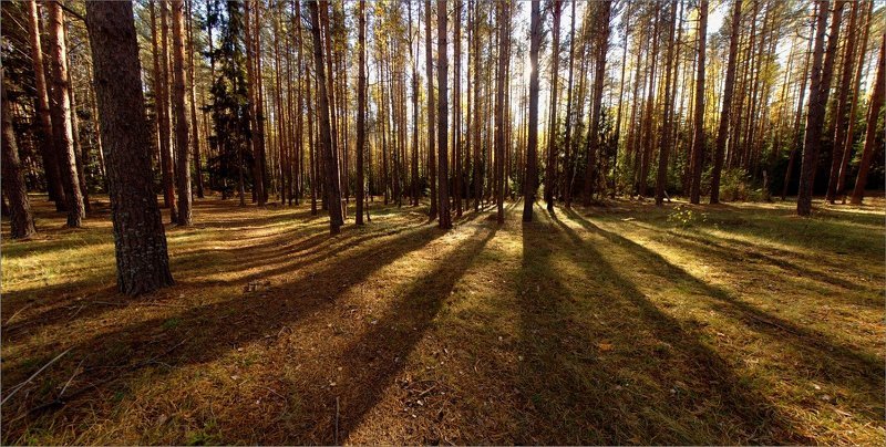 Осенняя Мещера фото превью