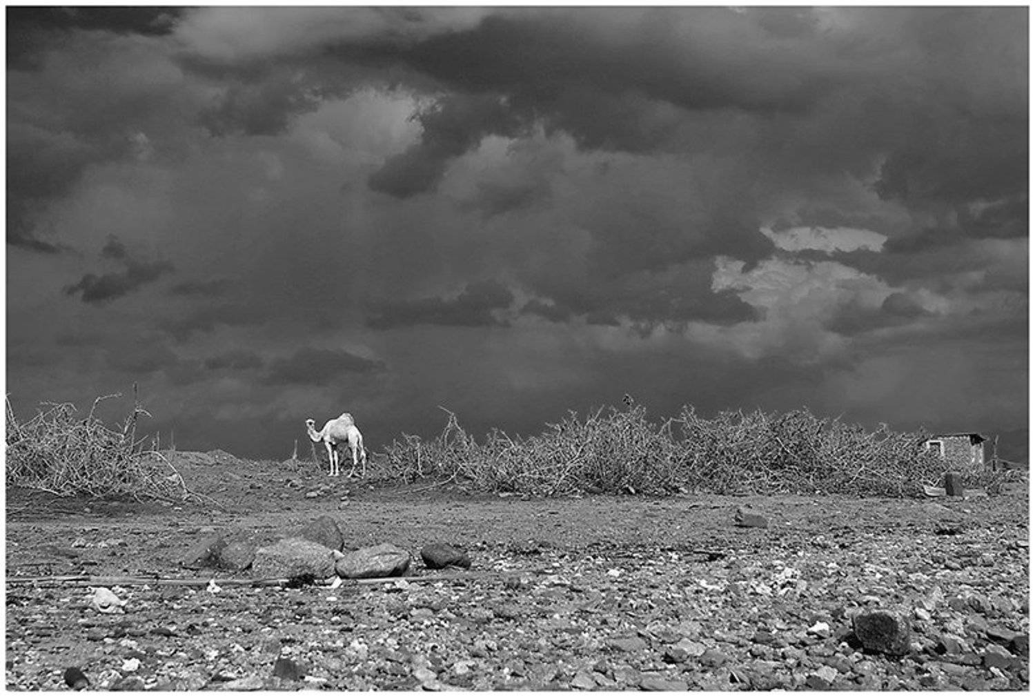 небо, тучи, верблюд, египет, Олег Скворцов