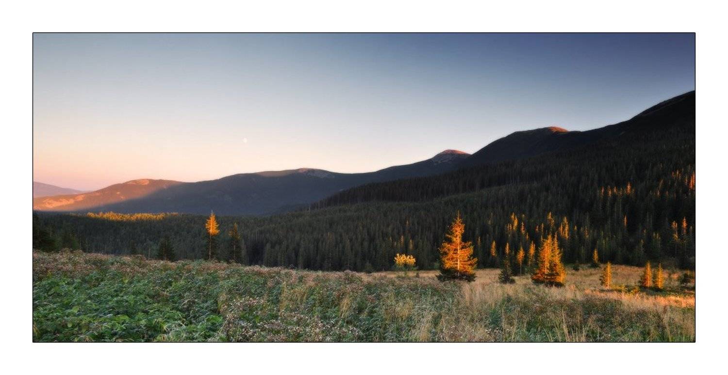 , Денис Кривой