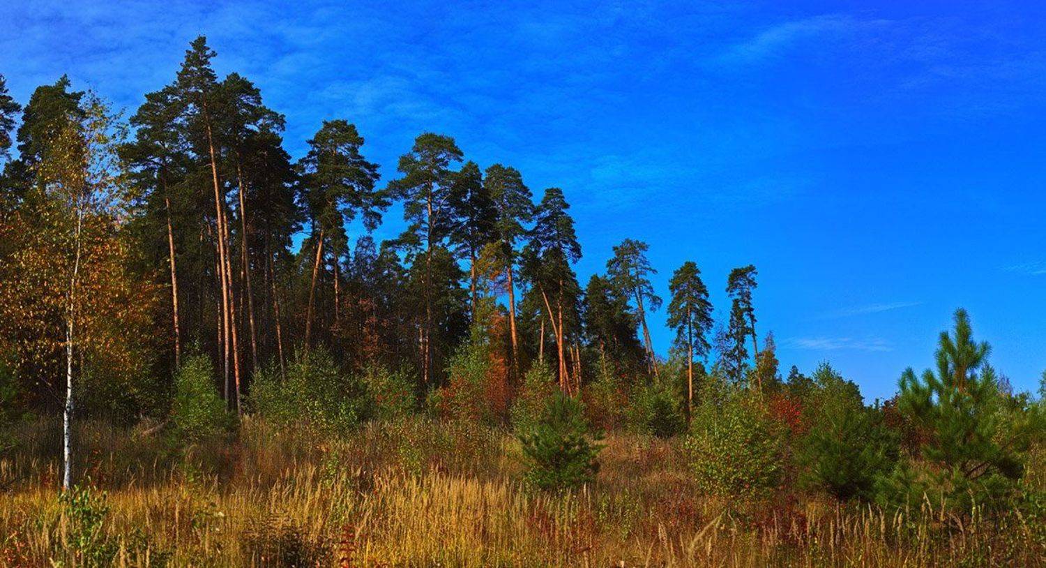 осень, пейзаж, сосны, Роман Введенский