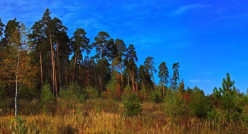 осень, пейзаж, сосны Осень на опушке соснового леса #октябрь2010 фото превью