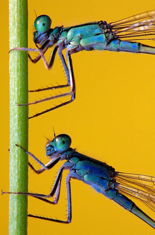 улыбка фото превью