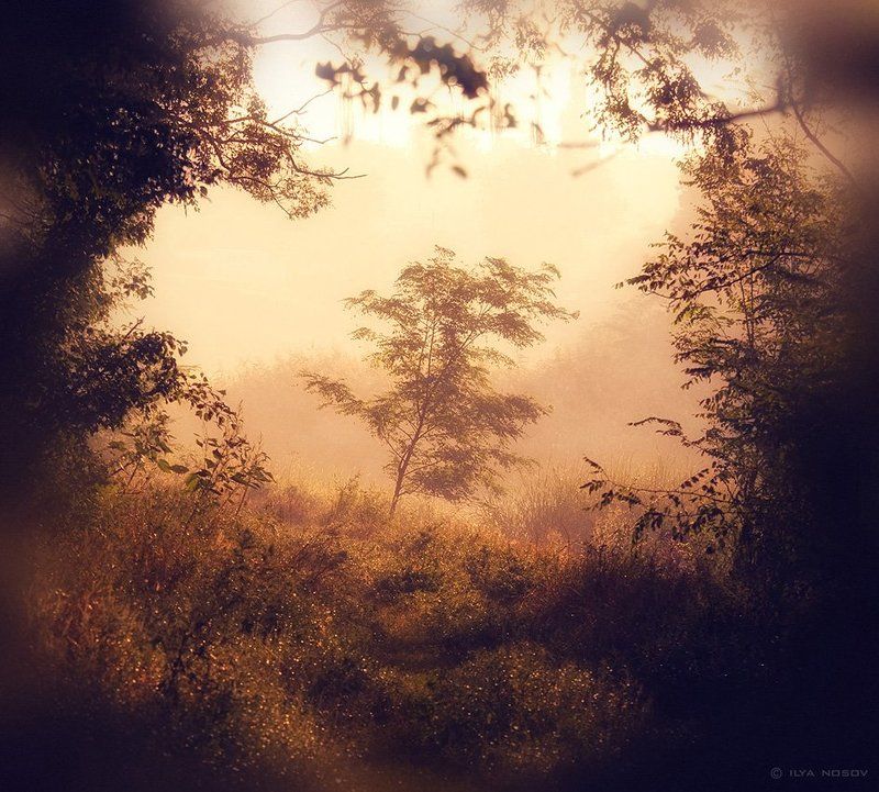 Dream фото превью