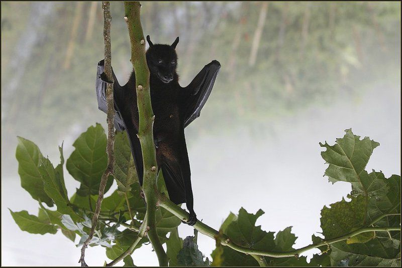 бали, летающая, лисица, лес, водопад, ню Так рождались легенды фото превью