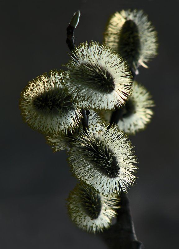 весна Был апрель.. фото превью