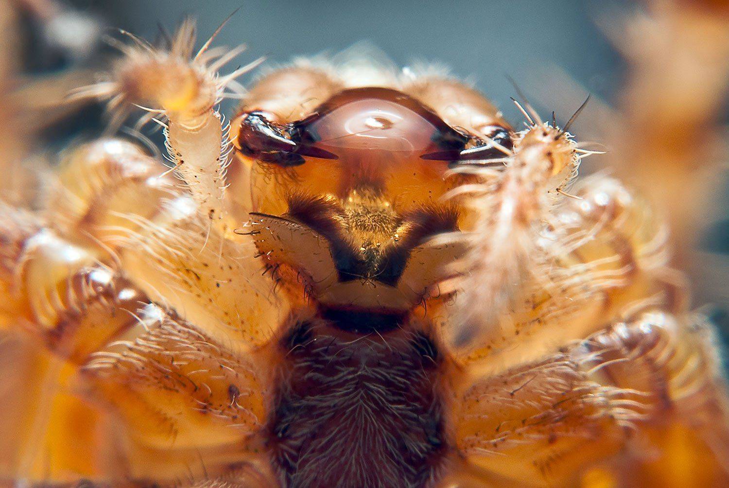 , Александр