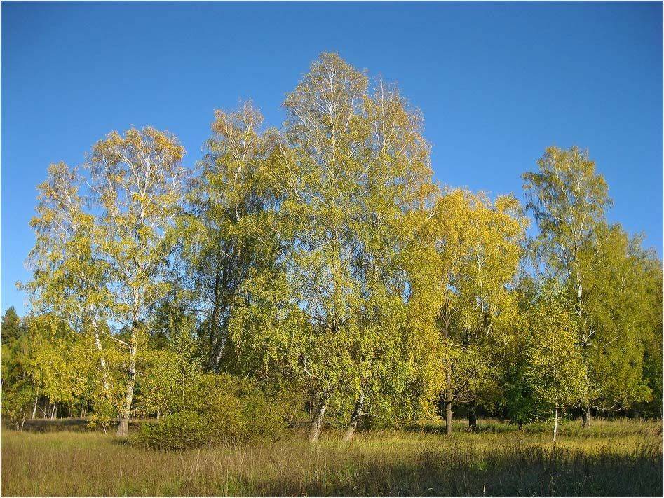 осень, КарОл