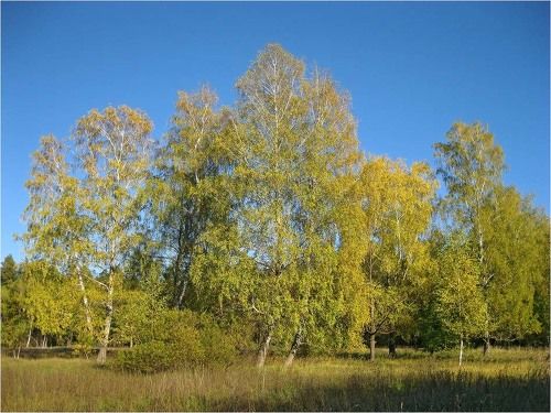 Последнее золото