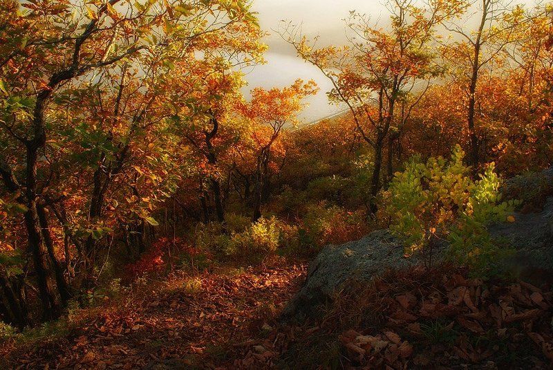 Gold фото превью