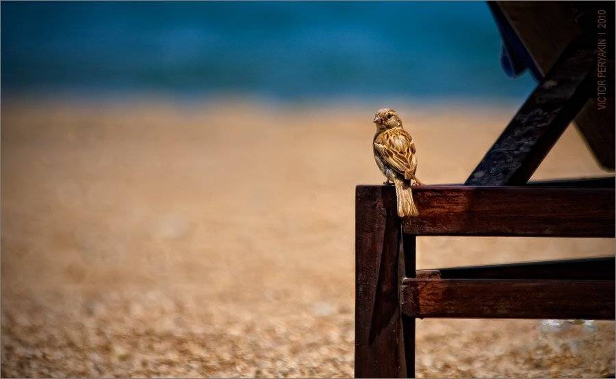 , Виктор Перякин