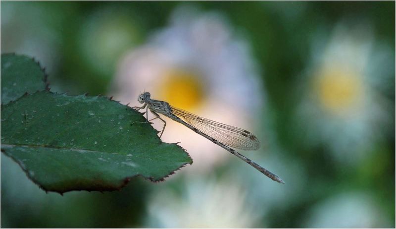 природа Как в это трудно..верить... фото превью