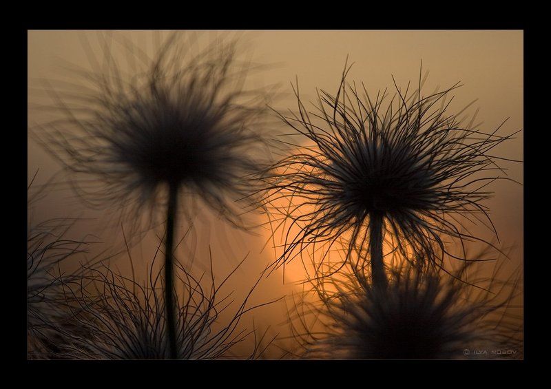 Пушистики фото превью