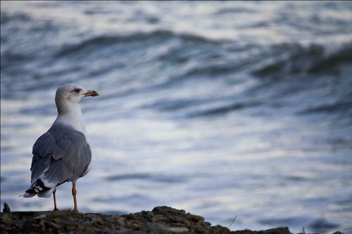 одиночество