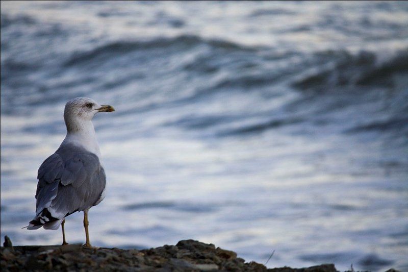 море одиночество фото превью
