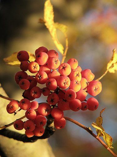 И это всё о ней..