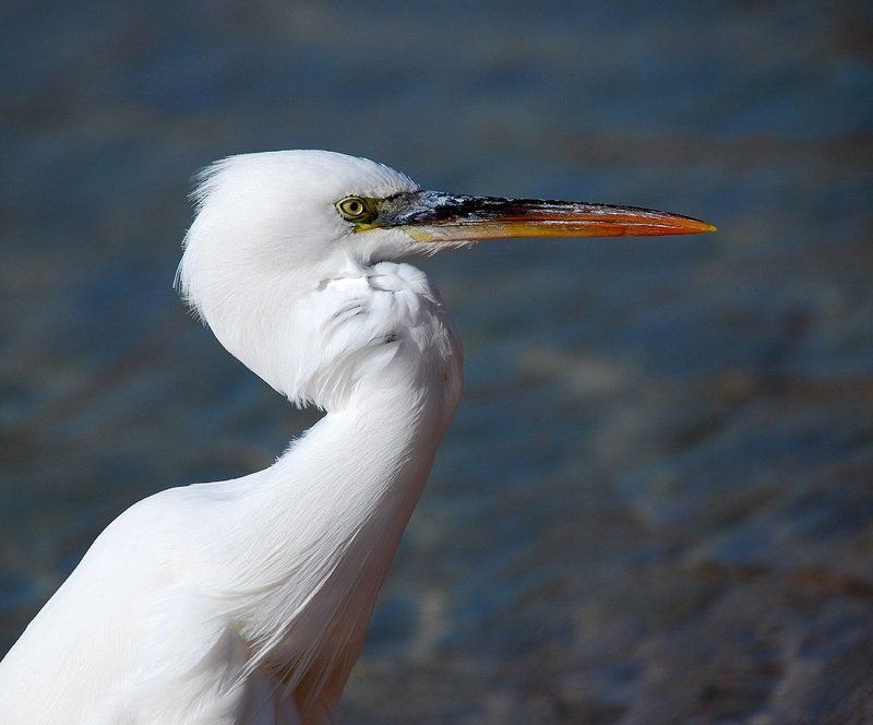 малая_белая_цапля Малая Цапля, но Гордая фото превью