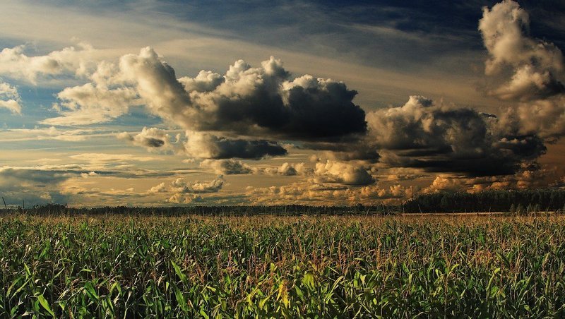 nad kukuruznom polem.. фото превью