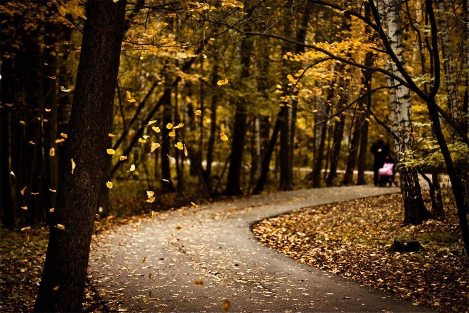 autumn, leaves, листья, осень, Roman