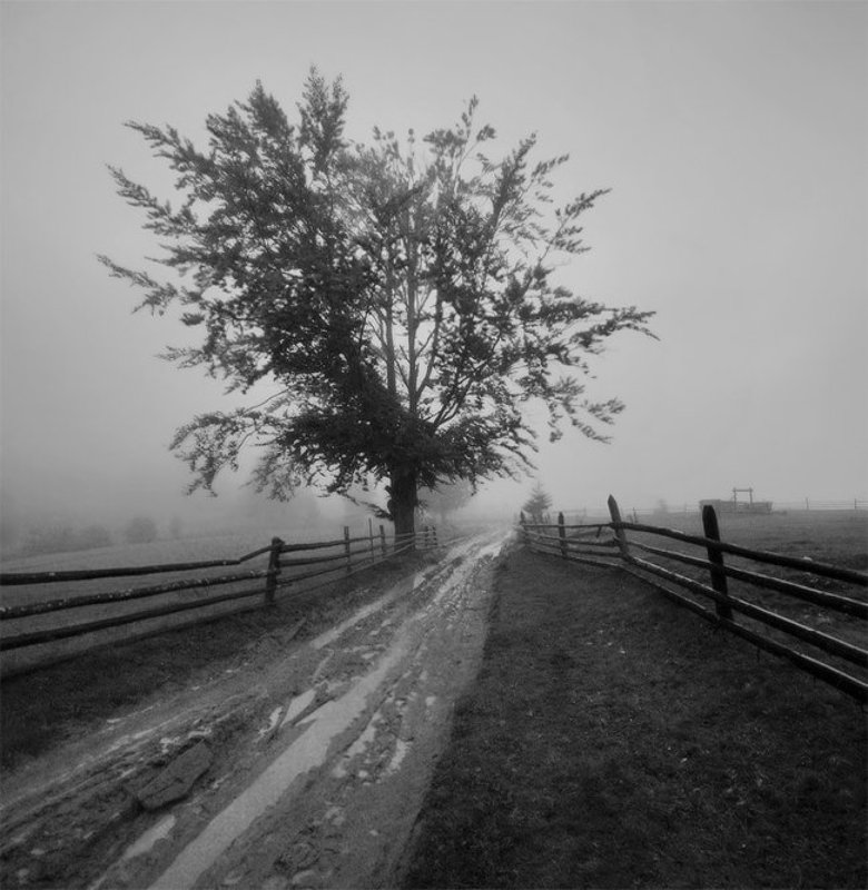 карпаты, природа, туман, пейзаж, горы, свобода, путешествие, панорама * фото превью