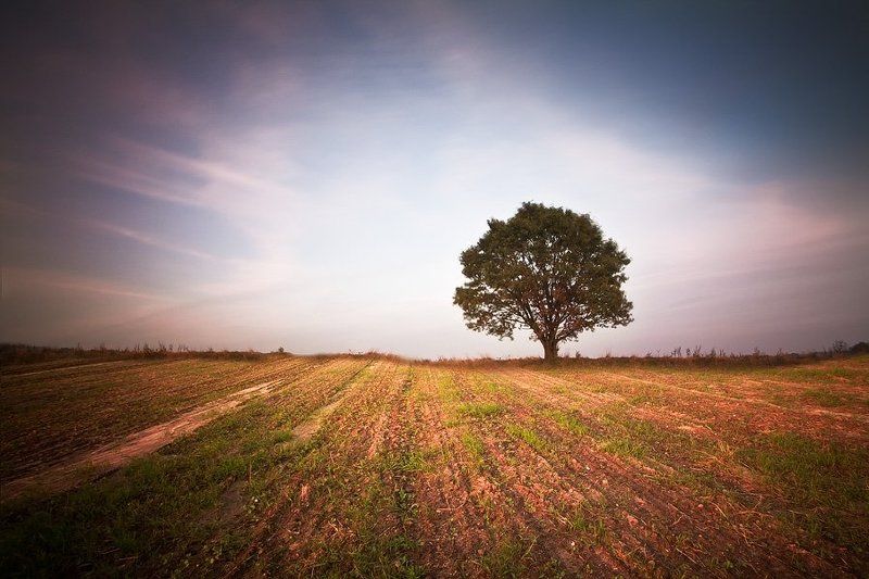 Tree.... фото превью